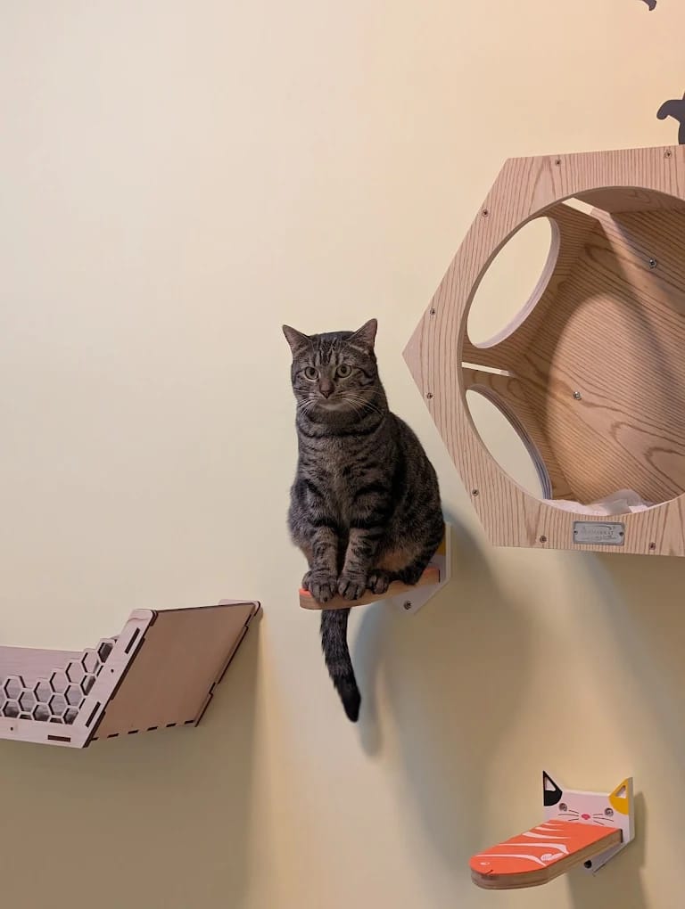 Charlie's Cat Cafe photo 1