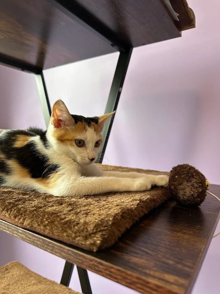 Charlie's Cat Cafe photo 1